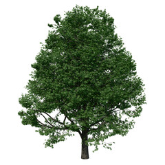 Big green tree without background 