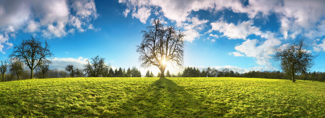 Fototapeta premium Panoramic landscape with the sun shining through a tree on a beautiful meadow, with blue sky and fluffy clouds, symmetrical composition