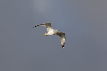 Flying Seagull, Herring gull
