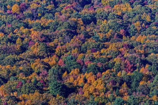 A palette of warm colored trees on Third Mountain of the Appalachian Mountains on a late autumn day. The Appalachians are a system of mountains in eastern to northeastern North America.