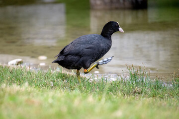 Common coot along the shore of a pond