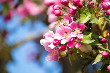 Naklejka na ściany i meble beautiful pink cherry blossom in spring