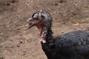Isolate. Turkey. Bird on a blurred brown background. Close-up. Selective focus.