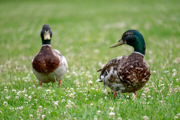 A pair of ducks looking at the camera