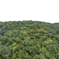 Tropical forests can absorb large amounts of carbon dioxide from the atmosphere.