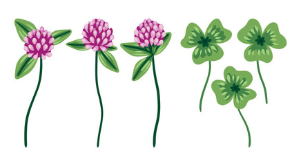 Set of elements with clover flowers and leaves. Hand drawn wild plants: small clover flowers on stems, leaves isolated on white background. Vector illustration.