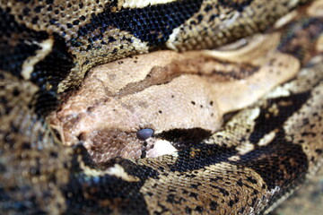 Fototapeta premium The spotted snake lies in a pile in the aquarium at the zoo.