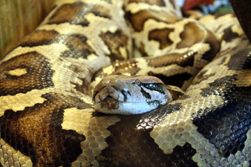 The spotted snake lies in a pile in the aquarium at the zoo.