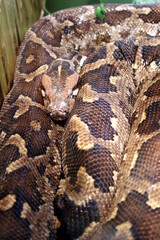 Fototapeta premium The spotted snake lies in a pile in the aquarium at the zoo.