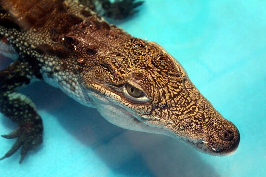 A small crocodile lies in the water at the zoo in the aquarium.