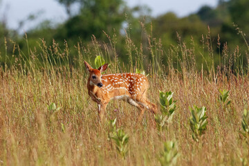 Deer in a field at Smokey Mountain National Park