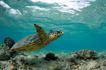 Obraz na płótnie Canvas Hawksbill Turtle (Eretmochelys imbricata) Swimming in Shallow Water. Helengeli, North Male Atoll, Maldives