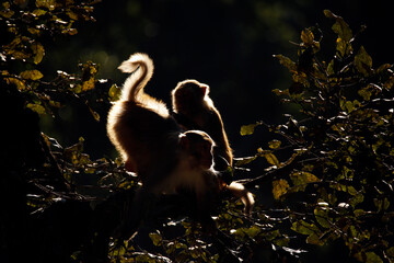 Rhesus Macaques (Macaca mulatta) on Branch, in Morning Sun. Jim Corbett National Park, India