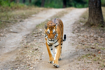 Bengal Tiger (Panthera tigris tigris) Approaching, Looking into the Camera. Kanha, India