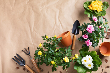 Gardening. Spring composition from houseplants with blooming flowers in pots and gardening tools. Womans hobby and floriculture concept.