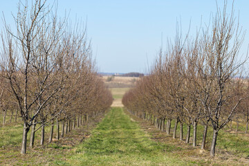 Plum garden in early spring before flowering. Rows of plum trees in a modern orchard. Agriculture. Rows of plum trees grow.