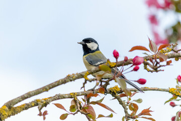 little great tit sits on blossoming cherry tree