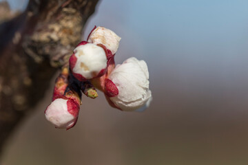 Apricot flower buds at the moment of blooming, macro. Apricot garden and trees in the spring when the flowers are blooming. Agriculture.