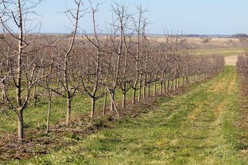 Plum garden in early spring before flowering. Rows of plum trees in a modern orchard. Agriculture. Rows of plum trees grow.