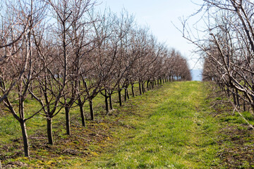 Obraz na płótnie Canvas Plum garden in early spring before flowering. Rows of plum trees in a modern orchard. Agriculture. Rows of plum trees grow.