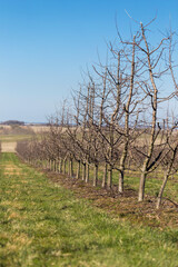 Fototapeta na wymiar Plum garden in early spring before flowering. Rows of plum trees in a modern orchard. Agriculture. Rows of plum trees grow.