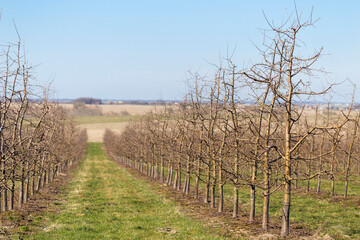 Apple orchard in early spring before flowering. Rows of apple trees in a modern orchard. Agriculture. Rows of apple trees grow.