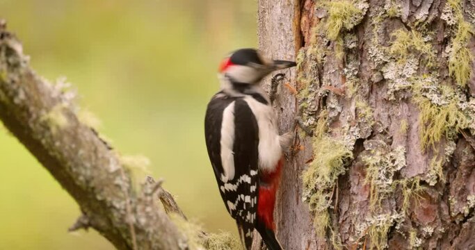 Great spotted woodpecker bird on a tree looking for food. Great spotted woodpecker (Dendrocopos major) is a medium-sized woodpecker with pied black and white plumage and a red patch on the lower belly