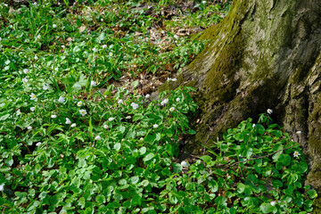 High angle view of illuminated forest floor with white snowdrops, moss and tree trunk in spring.