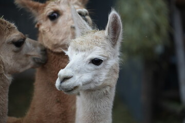 Eine kleine Herde Alpakas