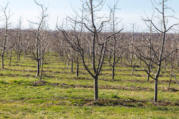 Plum garden in early spring before flowering. Rows of plum trees in a modern orchard. Agriculture. Rows of plum trees grow.