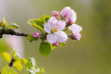 Closeup of spring blossom flower