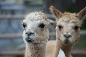 Obraz premium Portrait eines Alpakas