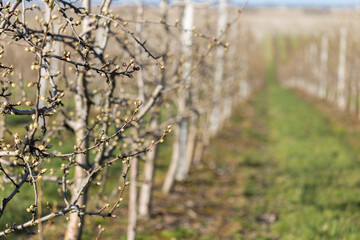 Pear garden in early spring before flowering. Rows of pear trees on supports in a modern orchard. Agriculture. Rows of pear trees grow.