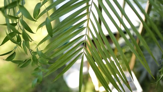 Tropical coconut palm leaf swaying in the wind. Summer background. Moving camera. Natural forests plants. Foliage from the tropical environment. Nature. Botany. Botanical garden