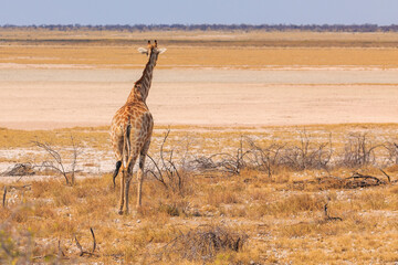 Giraffe in th Etosha National Park in Namibia.