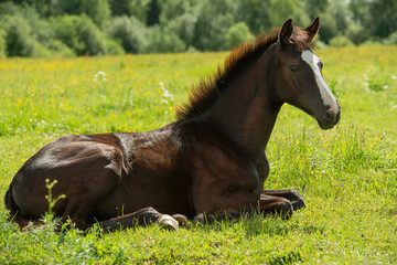 Fototapeta premium beautiful bay colt laying at pasture. herd life. summer sunny day