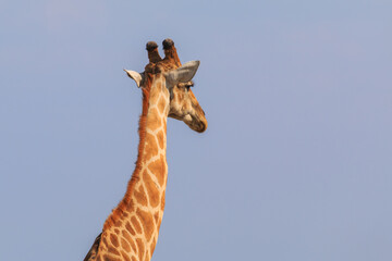 Giraffe in th Etosha National Park in Namibia.