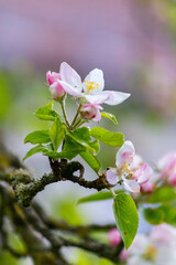 Closeup of spring blossom flower