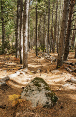 Landscape, forest and trees, nature