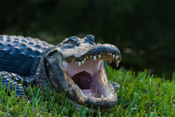 Everglades alligator 3
