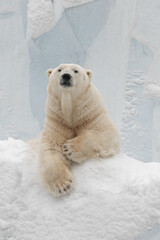 Fototapeta na wymiar Funny polar bear. Polar bear sitting in a funny pose. white bear.