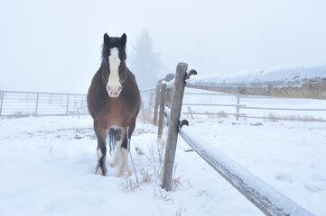 Clydesdale male horse in winter along snow covered wooden fence in pasture