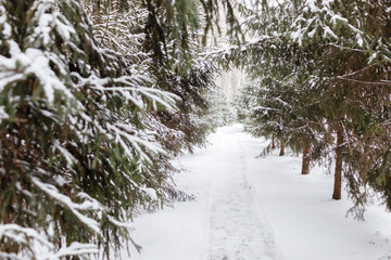 Beautiful winter landscape with footpath track with pine and fir trees covered with fresh fallen snow in winter forest on cold daytime. Walkway in winter woods