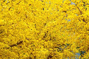 Ochna integerrima (Hoa Mai) tree with lucky money. Plastic flower. Traditional culture on Tet Holiday in Vietnam. Tet and New Year background.