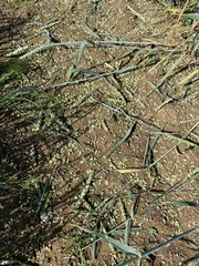 Hagelzerstörung an Weizen
