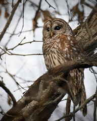 Barred Owl