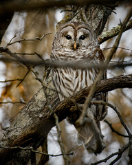 Barred Owl