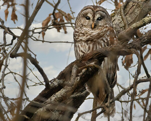 Barred Owl