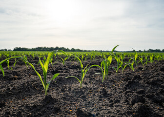 Junge Maispflanzen stehen auf einen weiten Acker, wo der Boden mit Regen durchtr&auml;nkt ist.