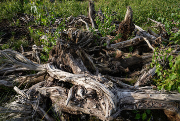 Knorriges abgestorbenes Baumholz am Rande eines Moorgebietes.